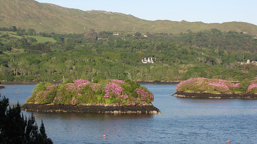 Rhododendron-Inseln