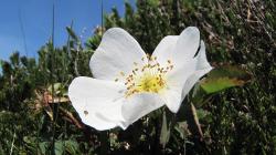 Heckenrose