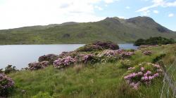 Rhododendron