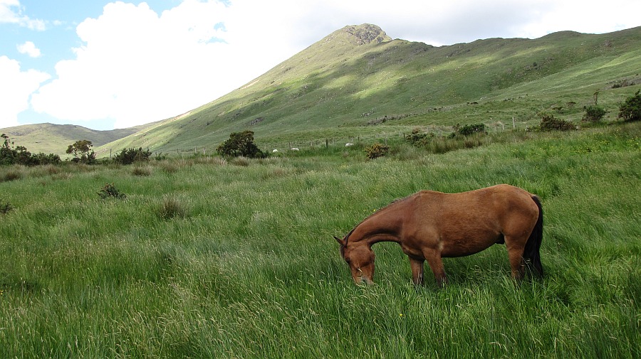 Gegend bei Leenane