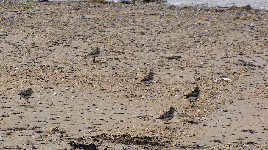 Strandszene