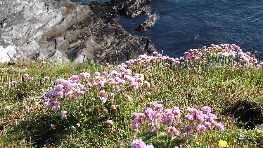 Blumen über Abrund