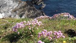Blumen über Abrund