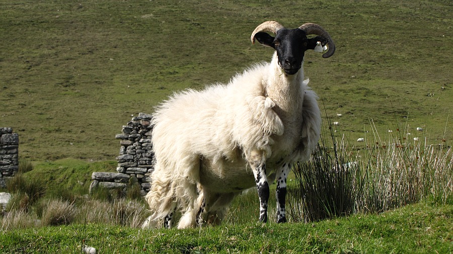 Schaf mit Strickjacke