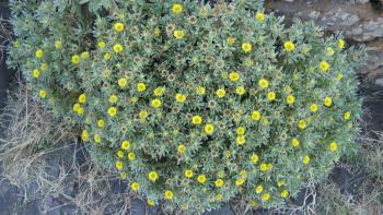 Sternauge Asteriscus daltonii