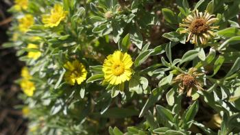 Sternauge Asteriscus daltonii