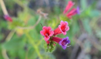 Micromeria forbesii , eine endemische Pflanze auf den Kapverden