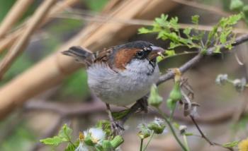 Kapverdensperling (Passer iagoensis), eine endemische Art