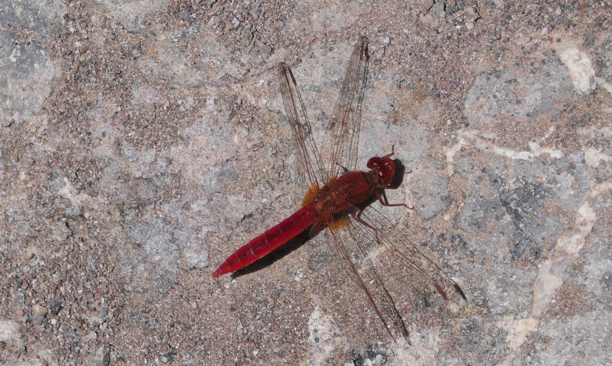 rote Libelle