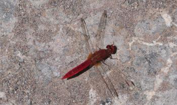 rote Libelle