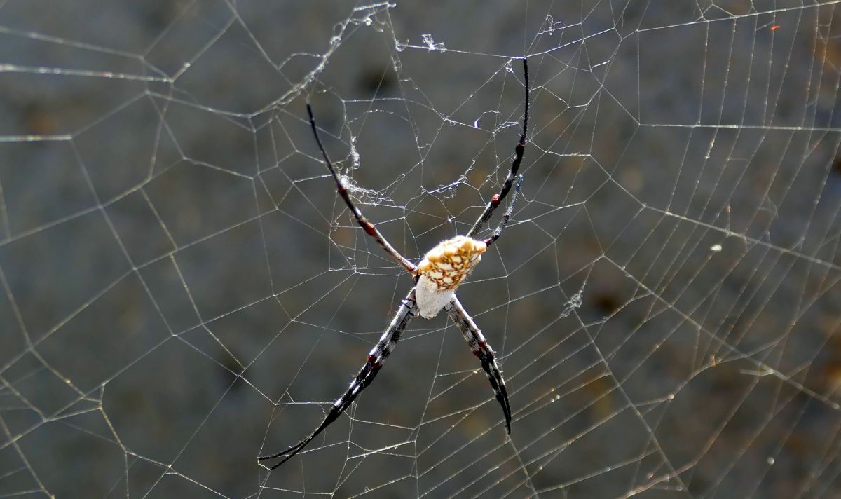 Prachtexemplar (Argiope argentata), bestimmt 8 cm groß mit Beinen