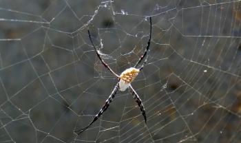 Prachtexemplar (Argiope argentata), bestimmt 8 cm groß mit Beinen