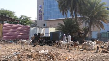 Tiere in der Hauptstadt Praia