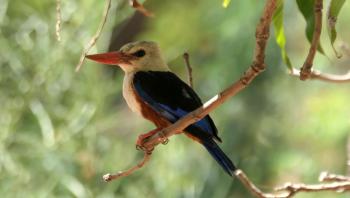 Kapverdischer Eisvogel (Graukopfliest)
