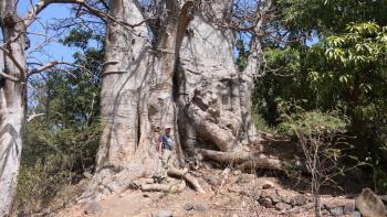 riesiger Baobab
