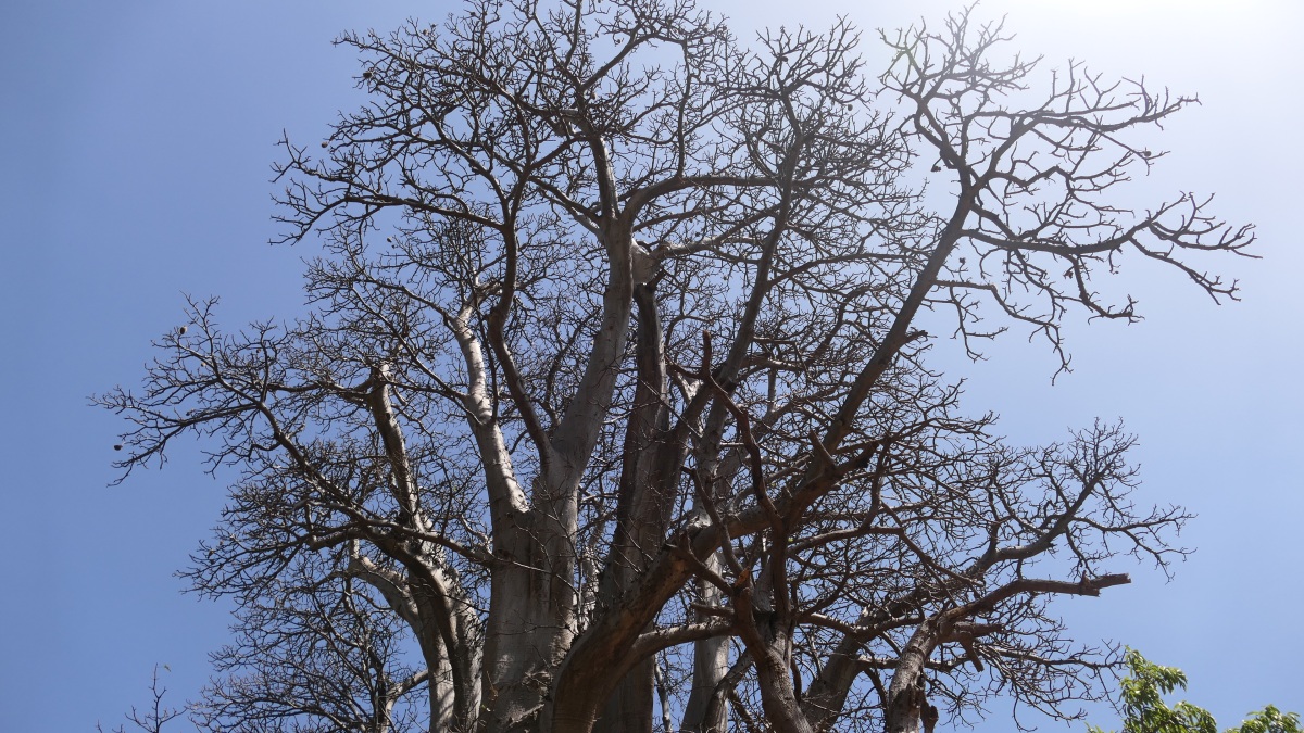 riesiger Baobab