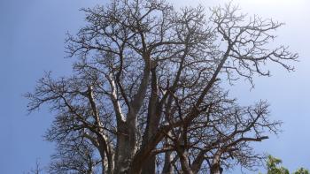 riesiger Baobab