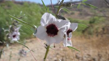 Hibiscus Cannabius (?)