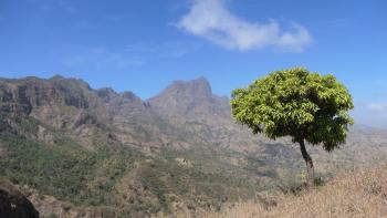 Mangobaum mit Aussicht