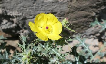 Stachelmohn