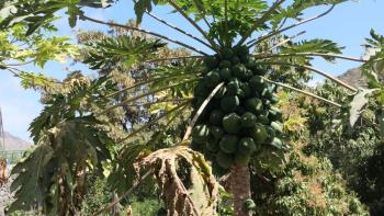 Papaya