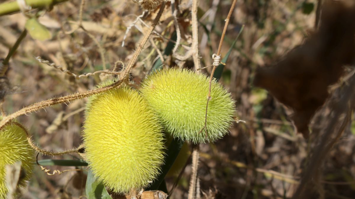 Cucumis dipsaceus (Arabische Gurke)
