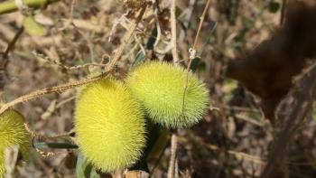 Cucumis dipsaceus (Arabische Gurke)