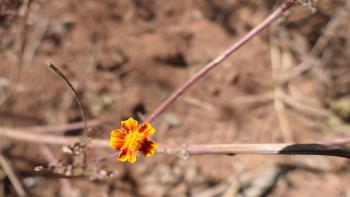 Mini-Studentenblume