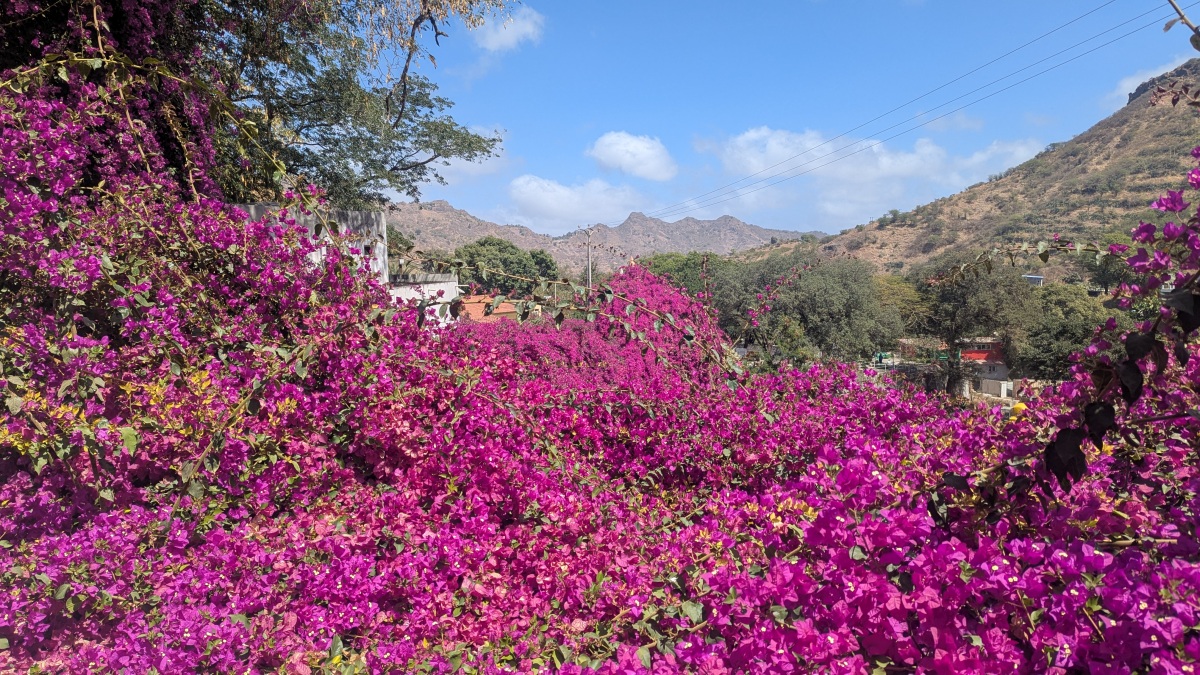 die violetten Rankenblumen mit dem unaussprechlichen Namen (Bougainvillea)
