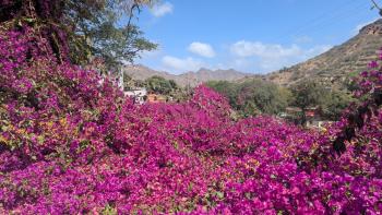 die violetten Rankenblumen mit dem unaussprechlichen Namen (Bougainvillea)