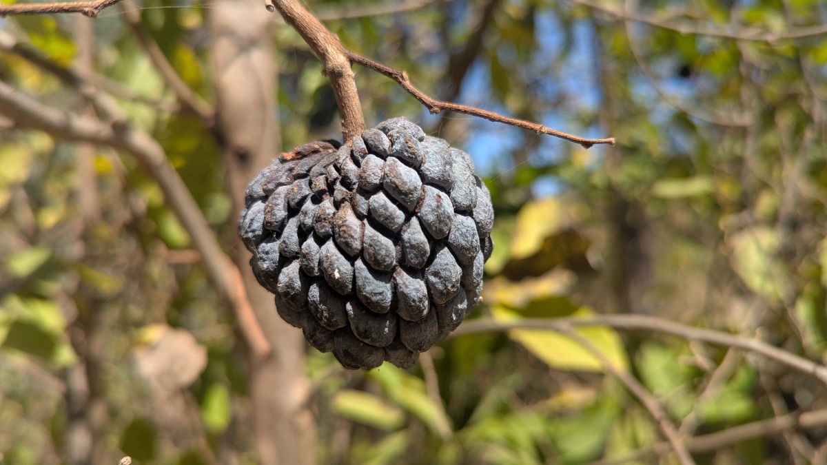 Zimtapfel (Annona squamosa)