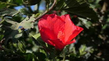 Hibiskus