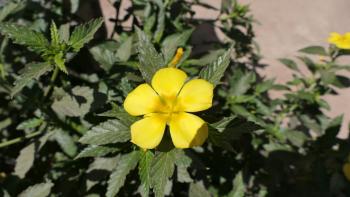 Damiana (Turnera diffusa) 