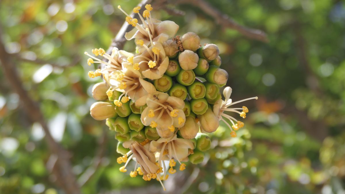 Blütenstand des mächtigen Kapok-Baumes