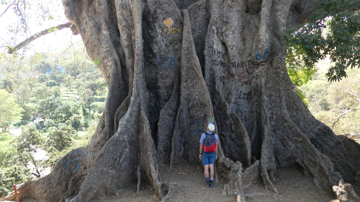 angeblich soll er der älteste Baum der Kapverden sein- beeindruckend