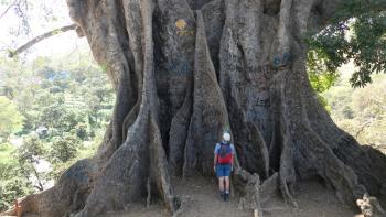 angeblich soll er der älteste Baum der Kapverden sein- beeindruckend