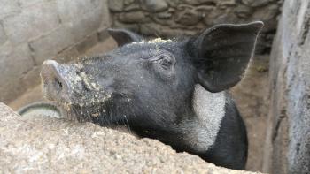 neugieriges Schweinchen