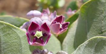 Oscher (Calotropis procera)