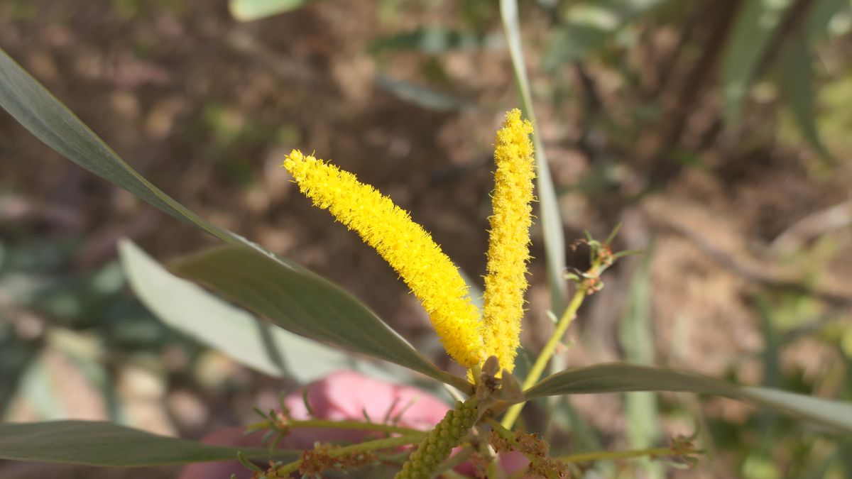 Akazienblüte