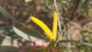 Akazienblüte