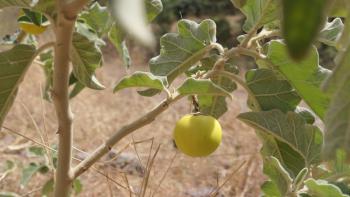Jericho-Tomate (Solanum incanum)