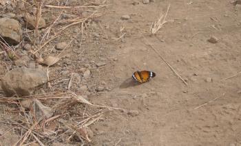 Kleiner Monarch
