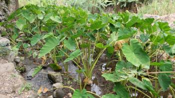 Taro benötigt viel fließendes Wasser