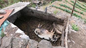 Bergschwein mit Tauben