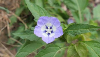 Blaue Lampionblume -  Nicandra physalodes