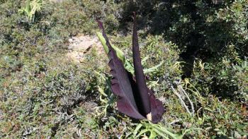 einer der vielen Gemeinen Drachenwurze (Dracunculus vulgaris), die jetzt blühen