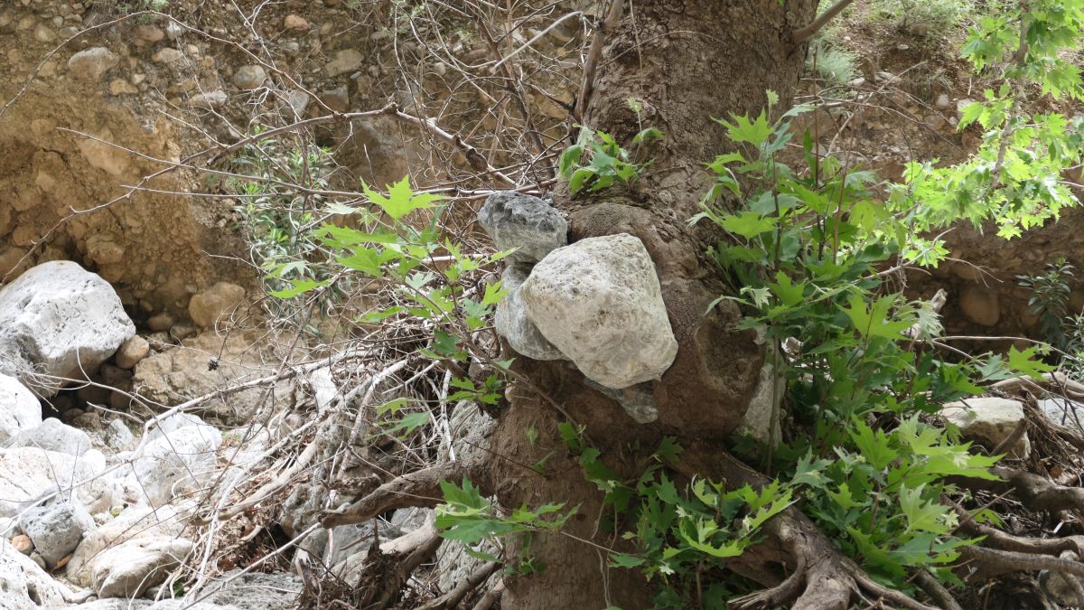 wie dieser Stein wohl in den Baum gelangt ist?