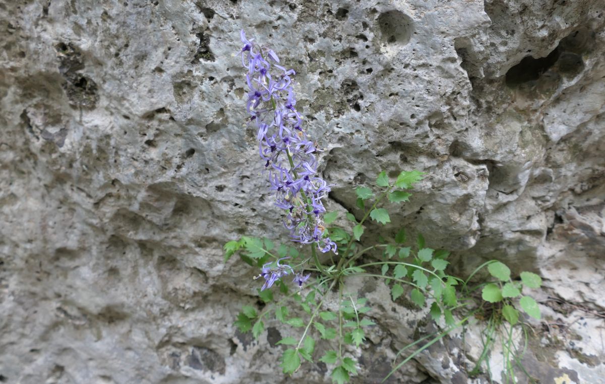 Kretische Rutenglockenblume (Petromarula pinnata)