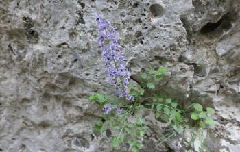 Kretische Rutenglockenblume (Petromarula pinnata)
