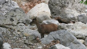 Kretische Wildziege (Capra aegagrus cretica)
